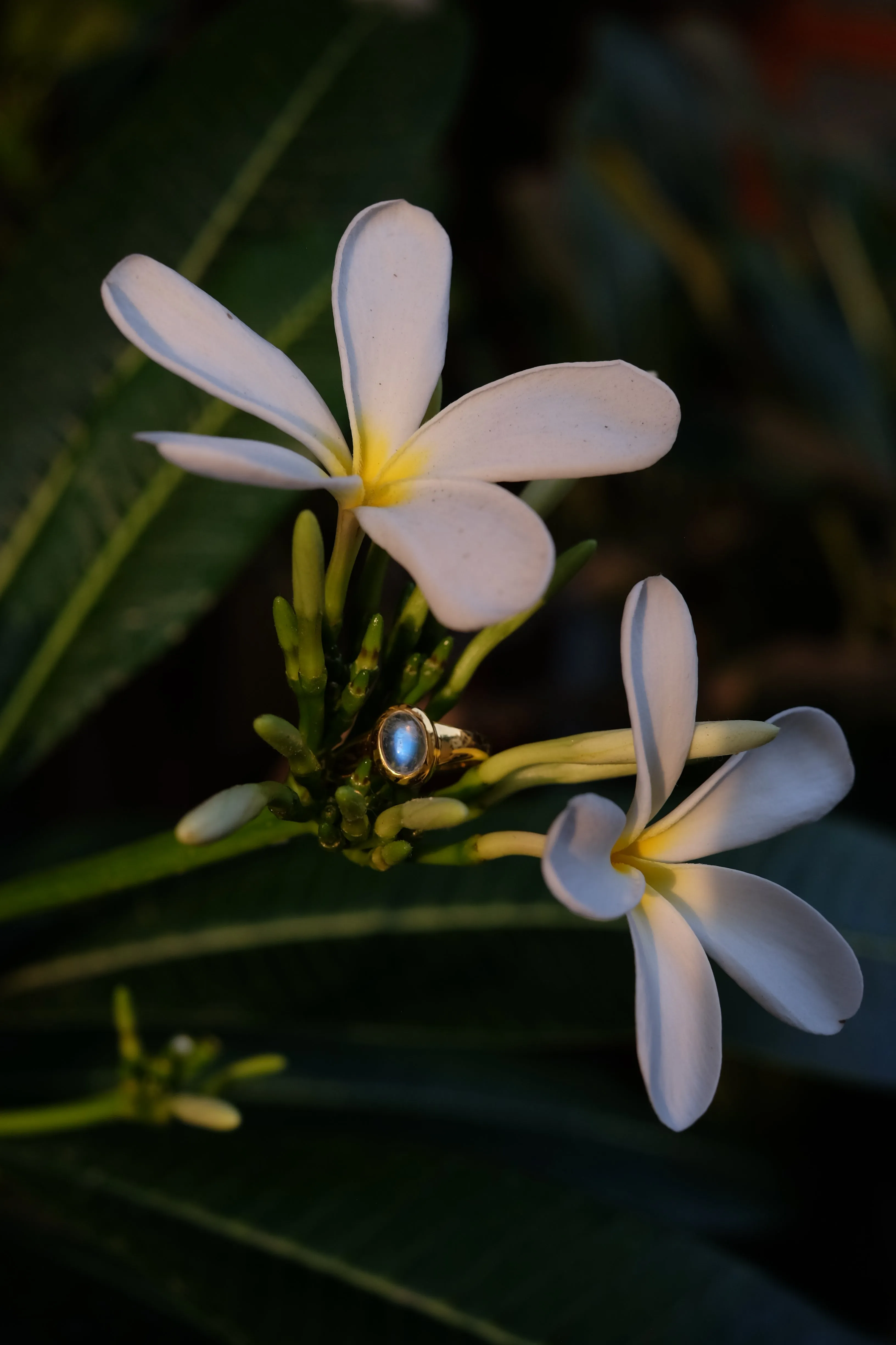 Glow Moonstone Signet Ring in Silver Tone